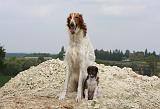 BARZOI 050
